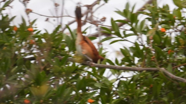White-whiskered Spinetail - ML634524675