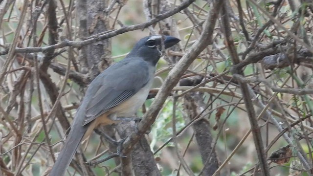Olive-gray Saltator - ML634524701