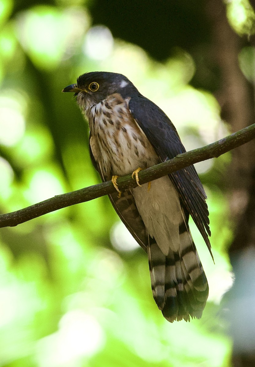 Hodgson's Hawk-Cuckoo - ML634524909