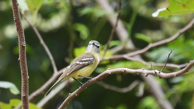 Slender-billed Tyrannulet - ML634524950