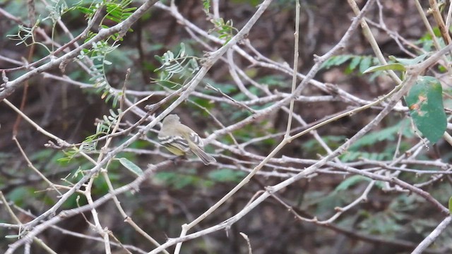 Slender-billed Tyrannulet - ML634524952