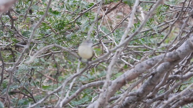 Slender-billed Tyrannulet - ML634524955