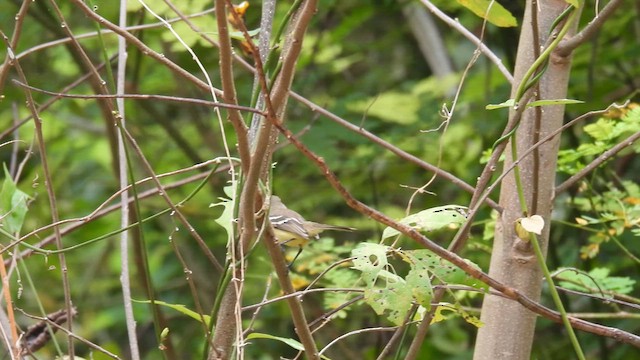 Slender-billed Tyrannulet - ML634524957