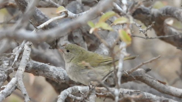 Black-faced Grassquit - ML634524962