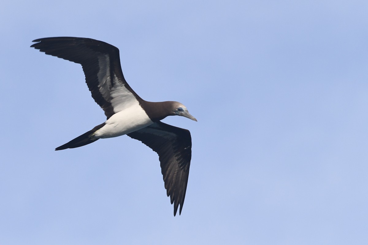 Cocos Booby - ML634525092