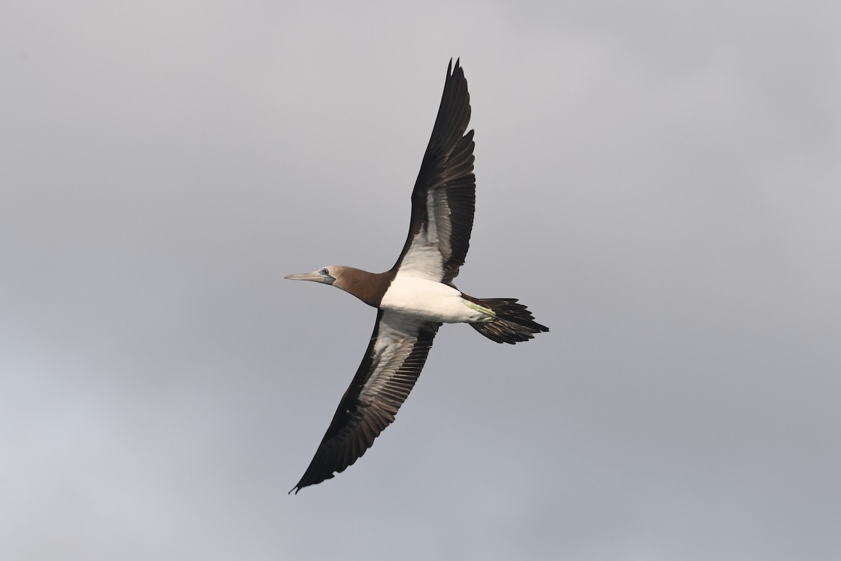 Cocos Booby - ML634525094