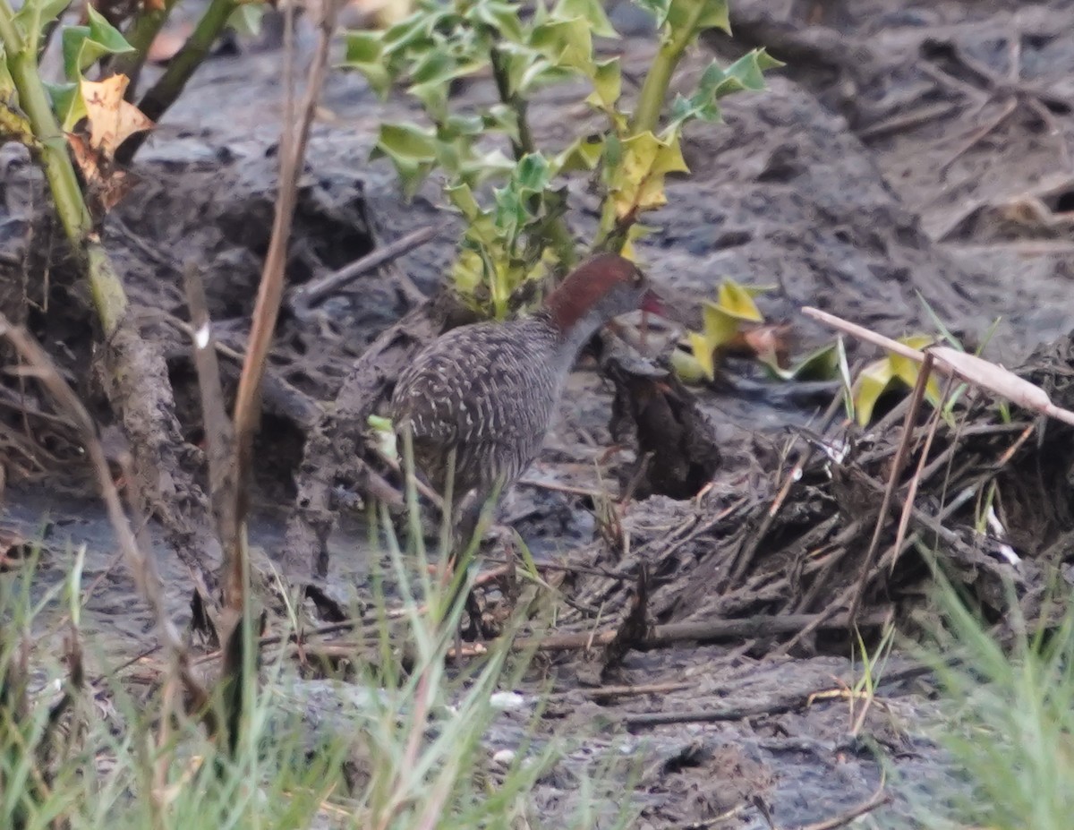 Slaty-breasted Rail - ML634525136