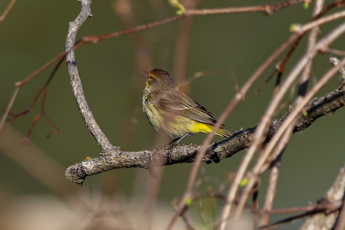 Palm Warbler - ML634525193