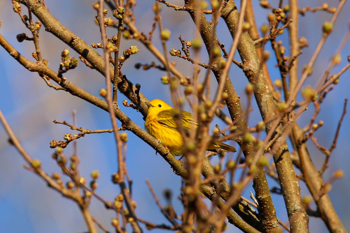 Yellow Warbler - ML634525196