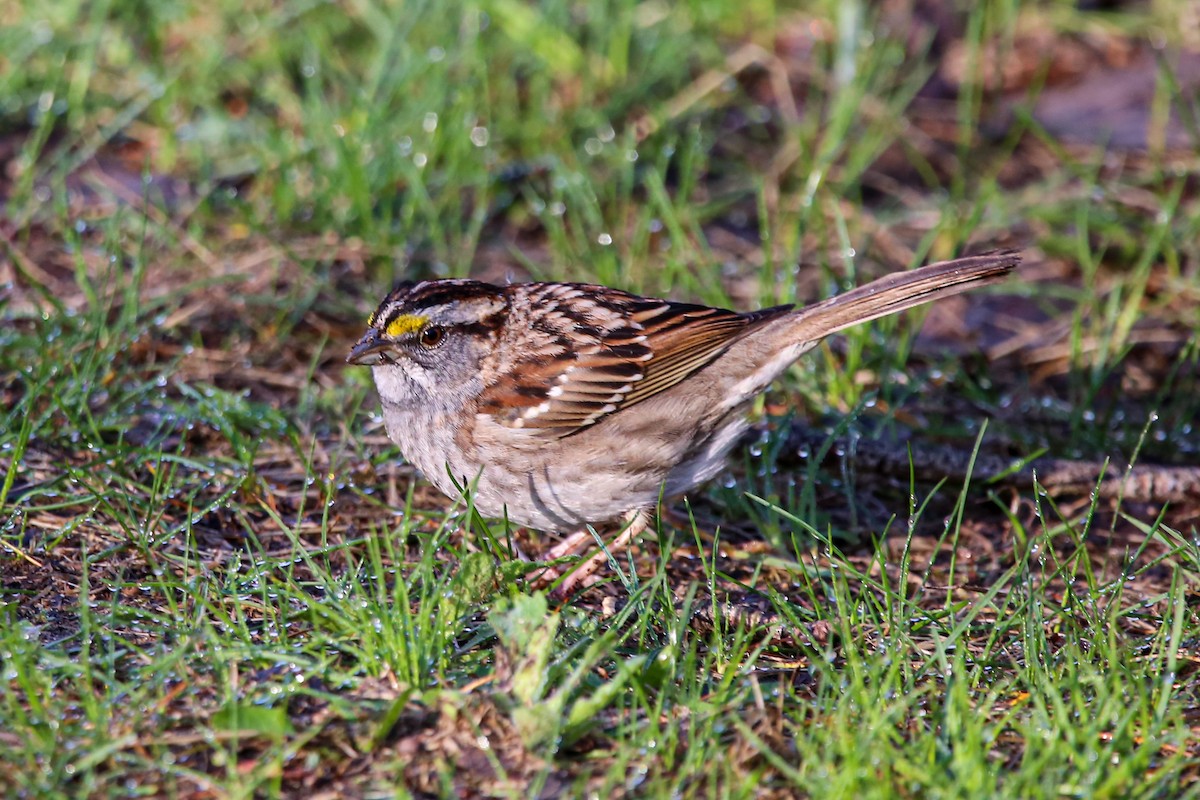 White-throated Sparrow - ML634525199