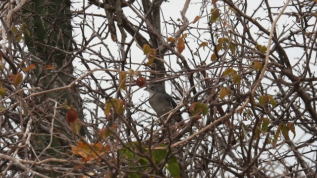 Pileated Finch - ML634525253