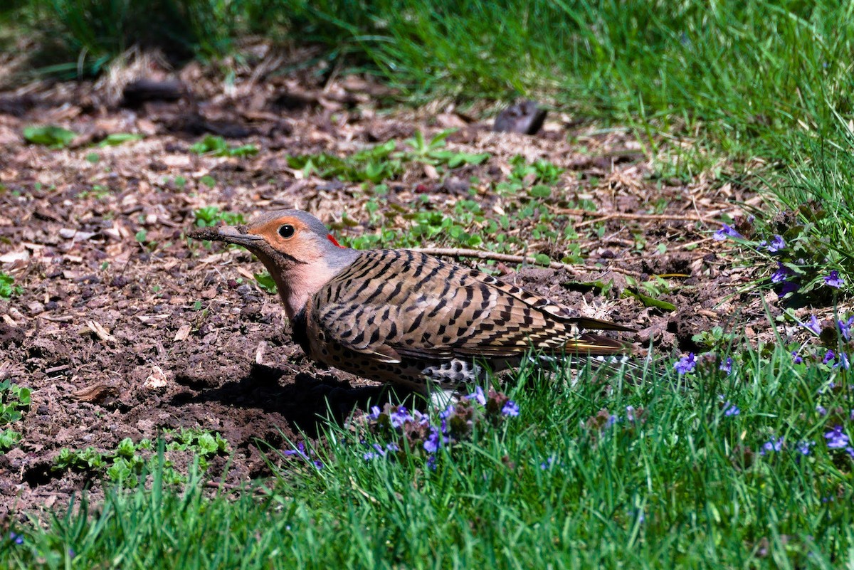 Northern Flicker - ML634525284