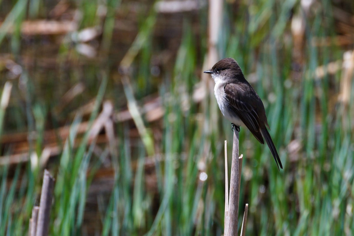Eastern Phoebe - ML634525291