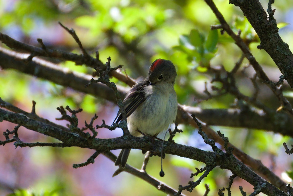 Ruby-crowned Kinglet - ML634525298