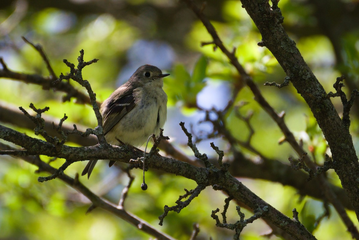 Ruby-crowned Kinglet - ML634525300