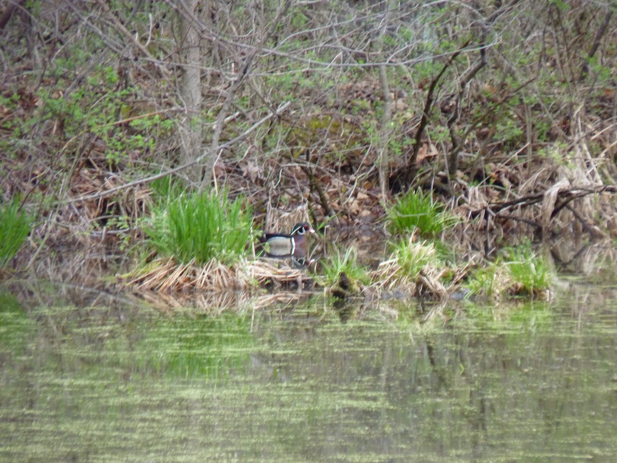 Wood Duck - ML634525337