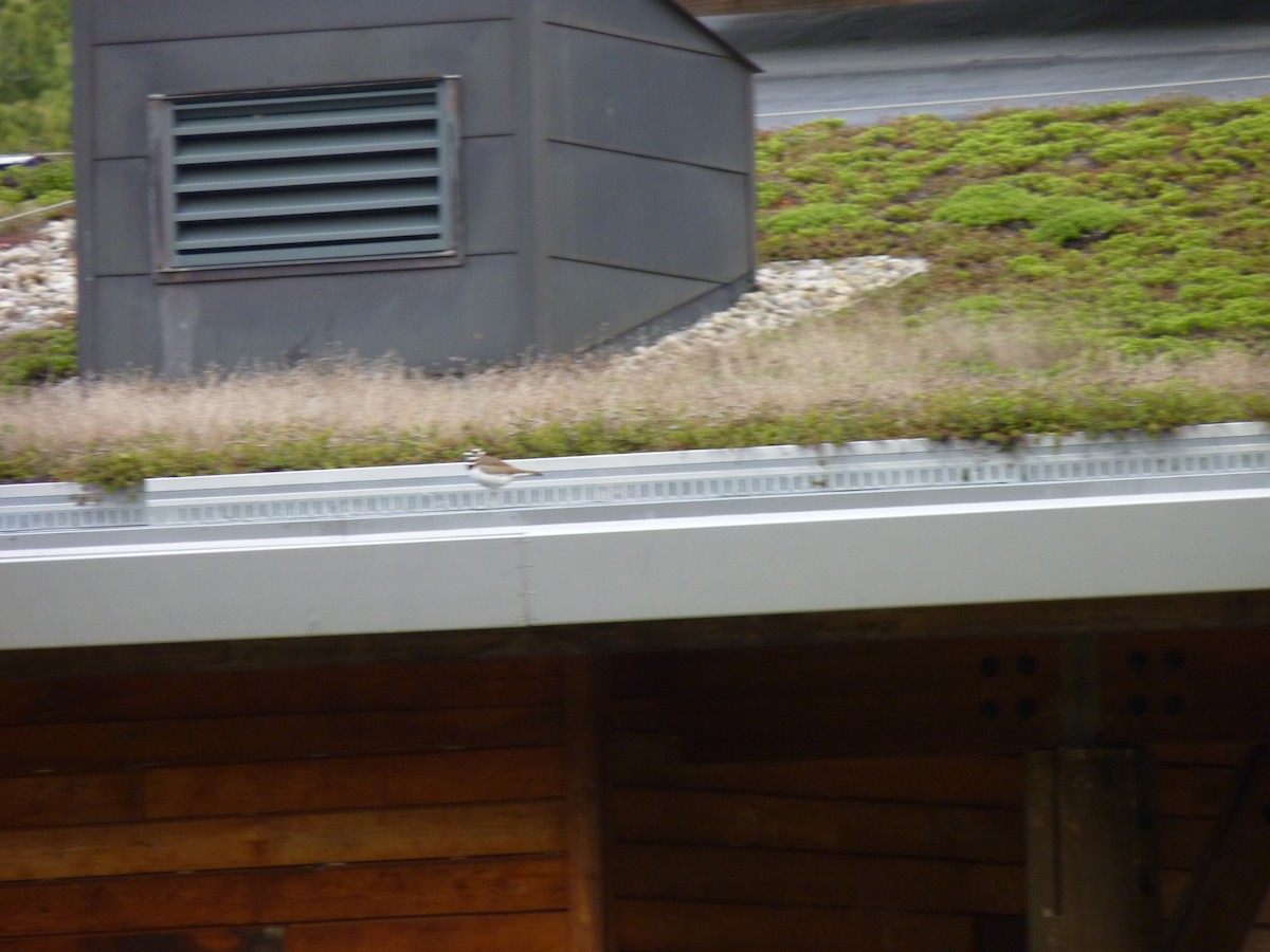 Killdeer - ML634525341