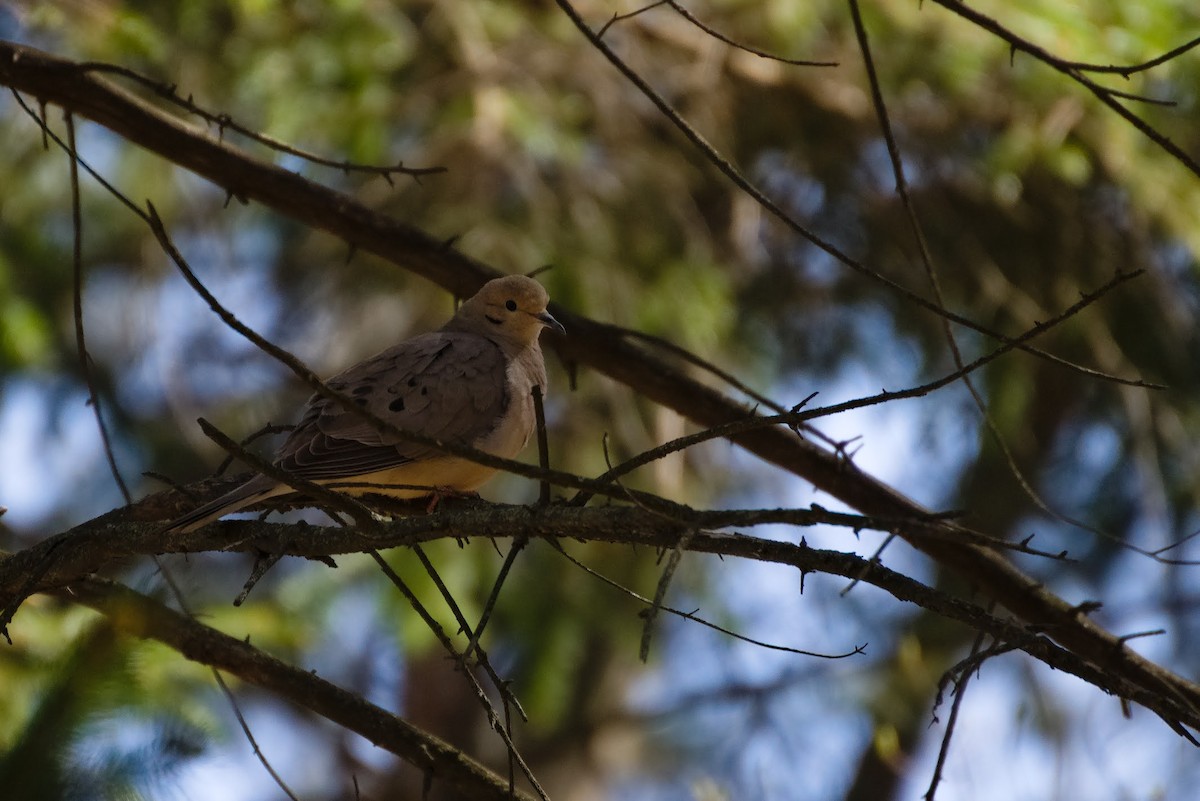 Mourning Dove - ML634525348