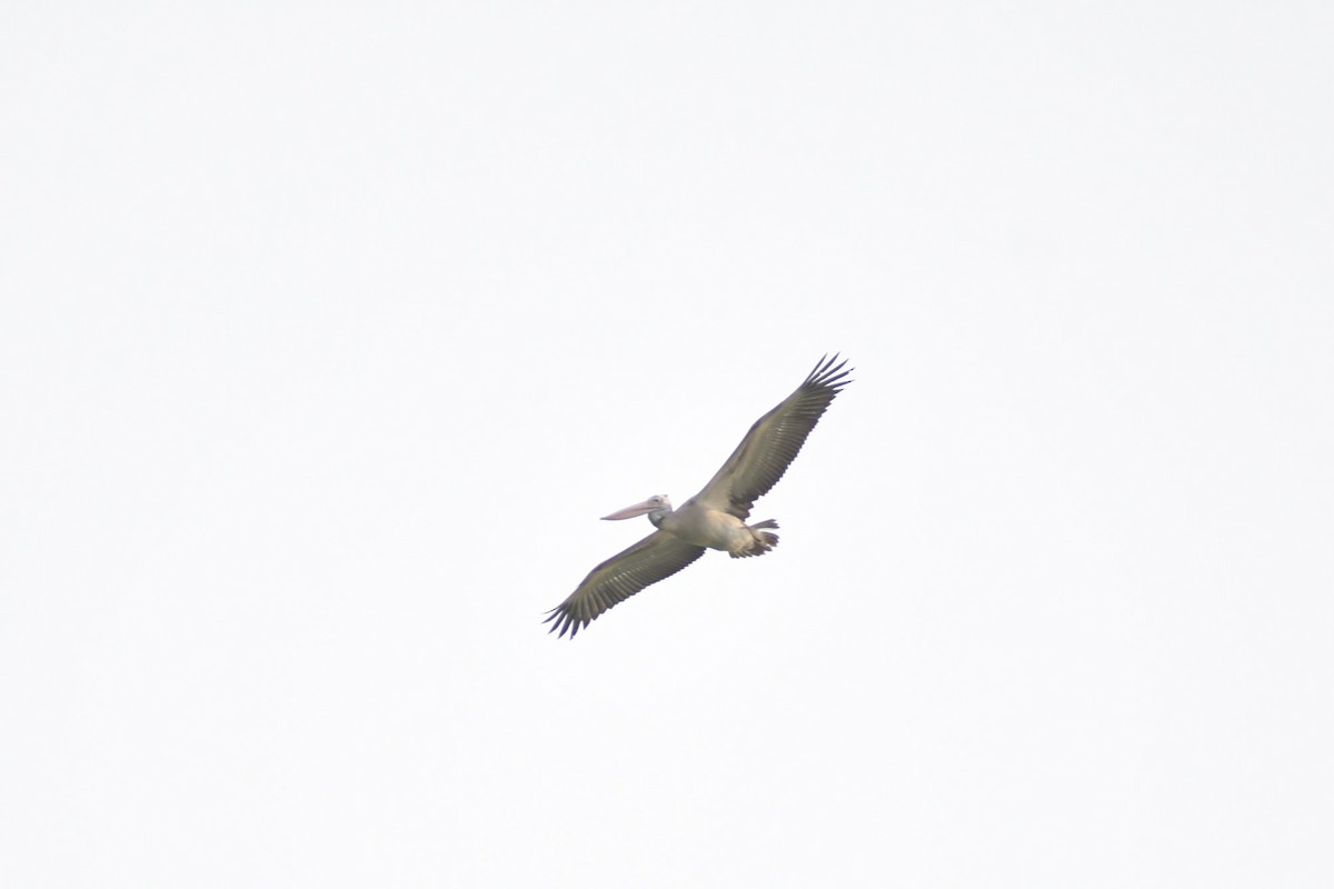 Spot-billed Pelican - ML634525364