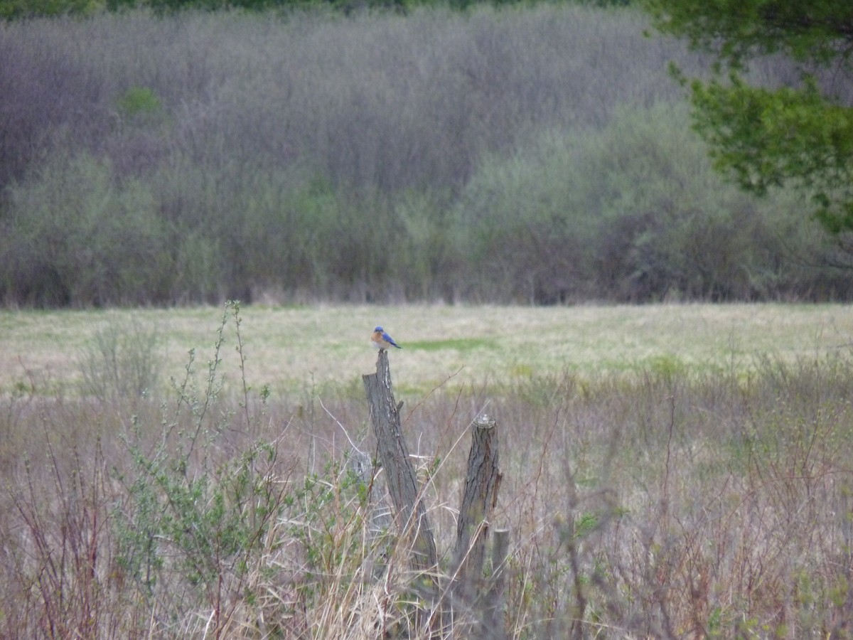 Eastern Bluebird - ML634525383