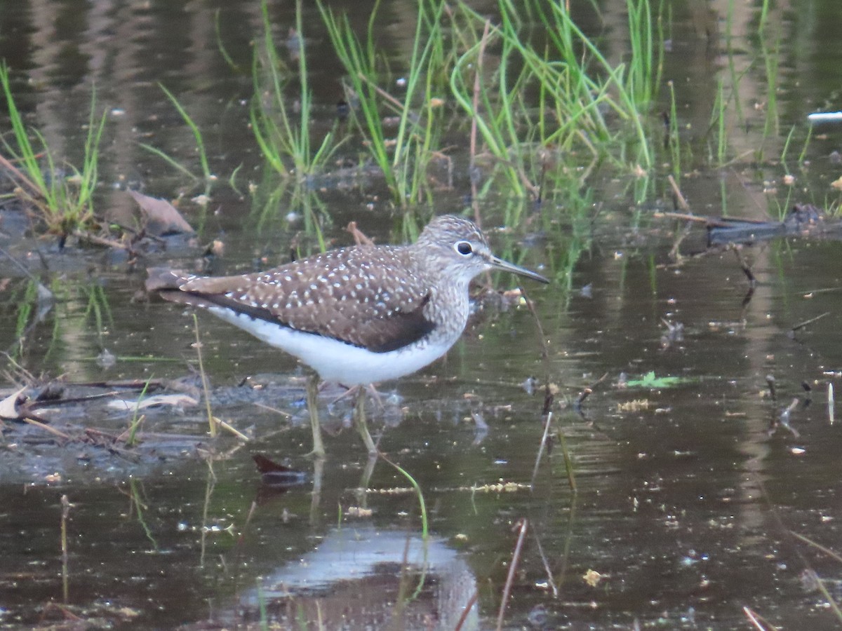Solitary Sandpiper - ML634525387