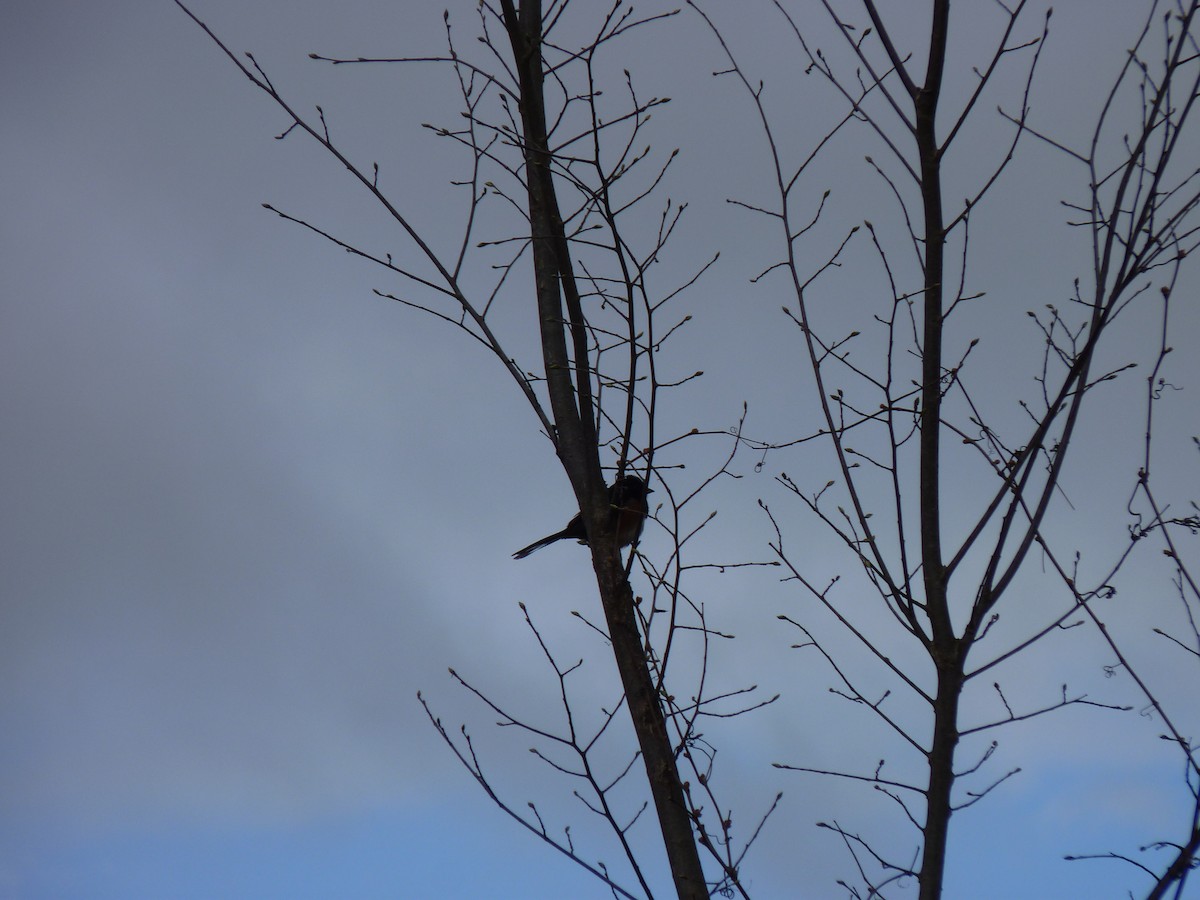 Eastern Towhee - ML634525391