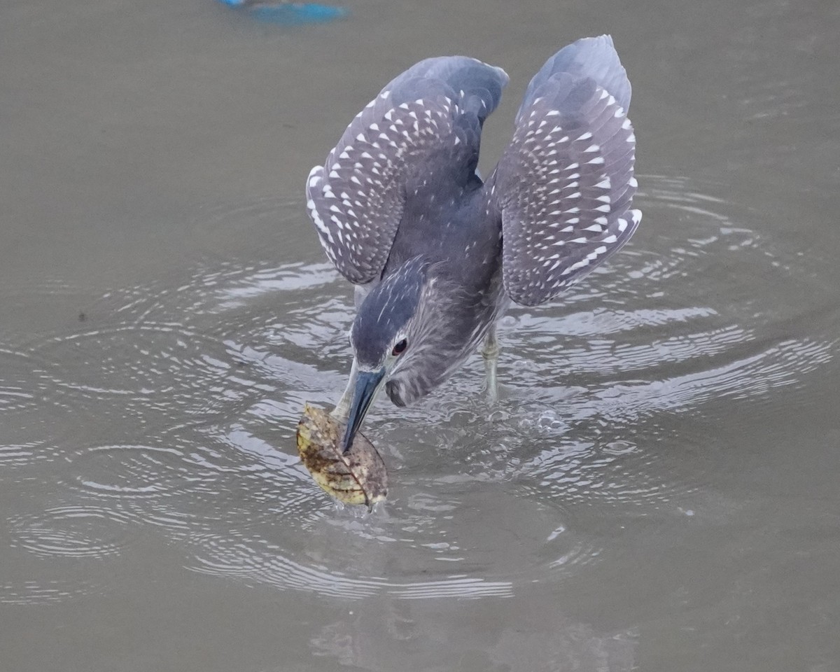 Black-crowned Night Heron - ML634525610