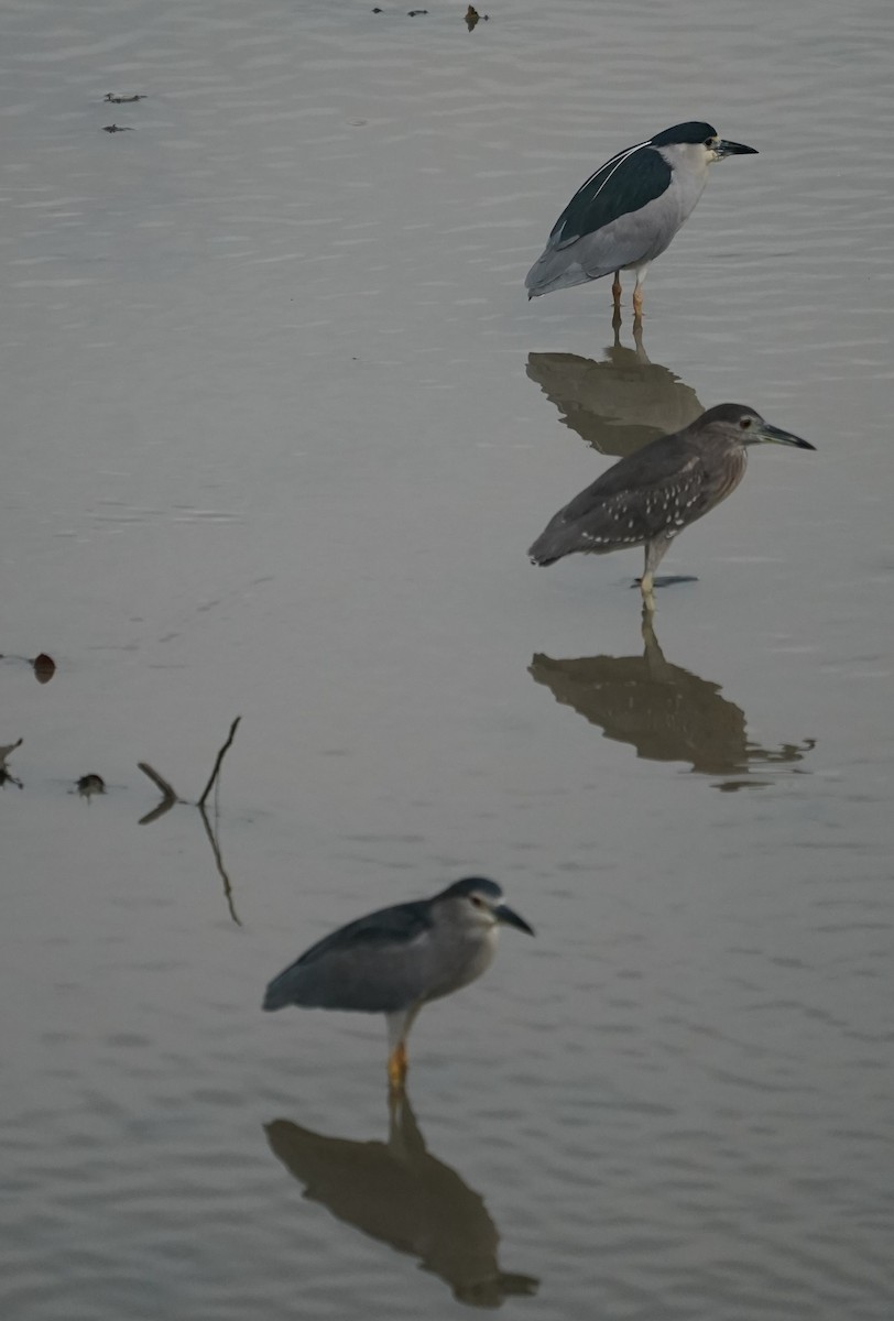 Black-crowned Night Heron - ML634525611