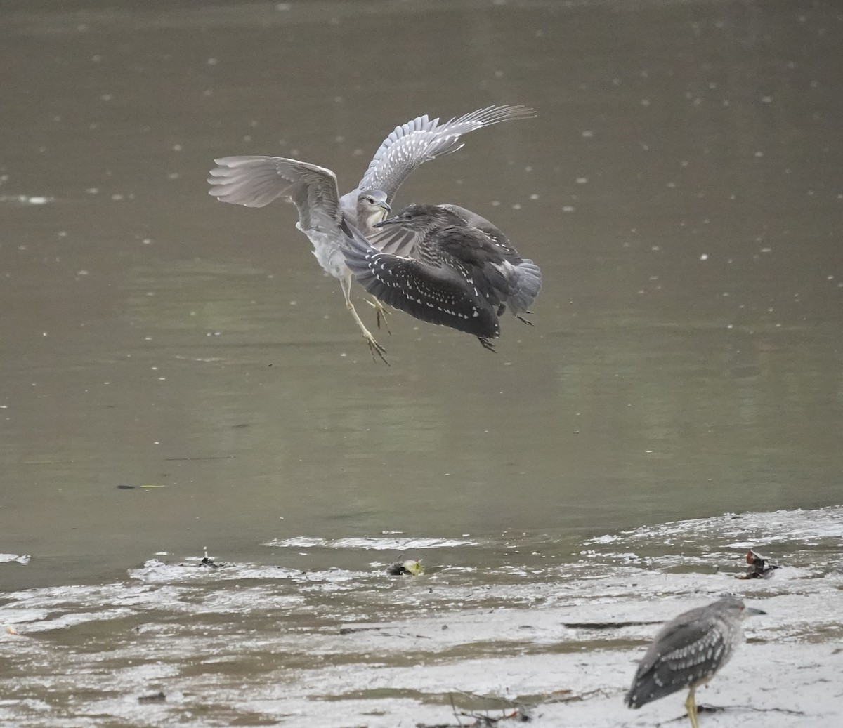 Black-crowned Night Heron - ML634525612