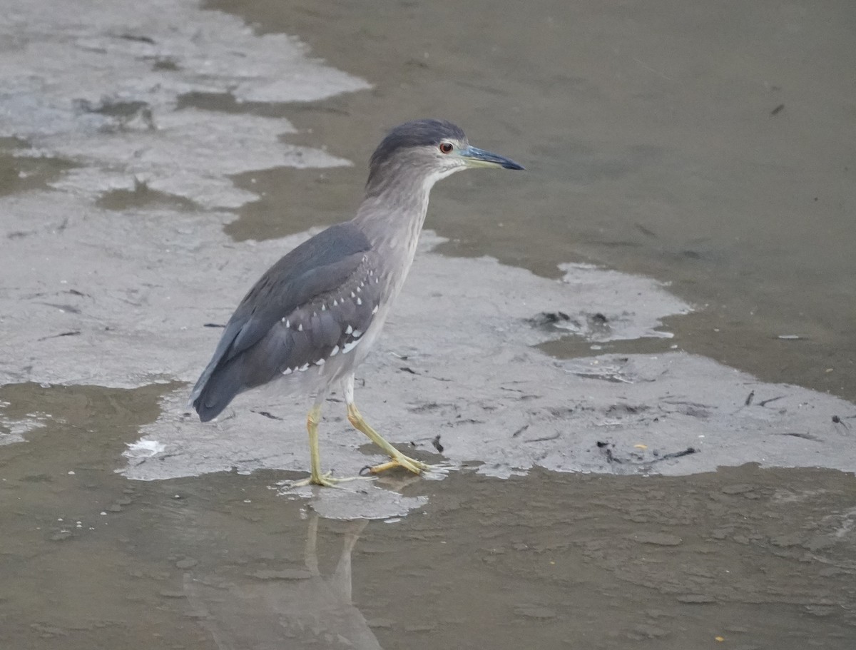 Black-crowned Night Heron - ML634525613