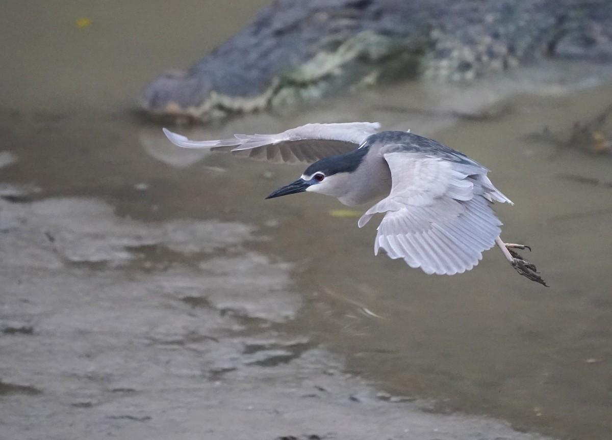 Black-crowned Night Heron - ML634525614