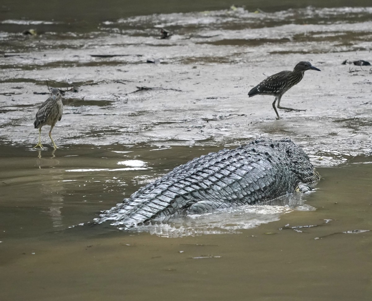 Black-crowned Night Heron - ML634525615