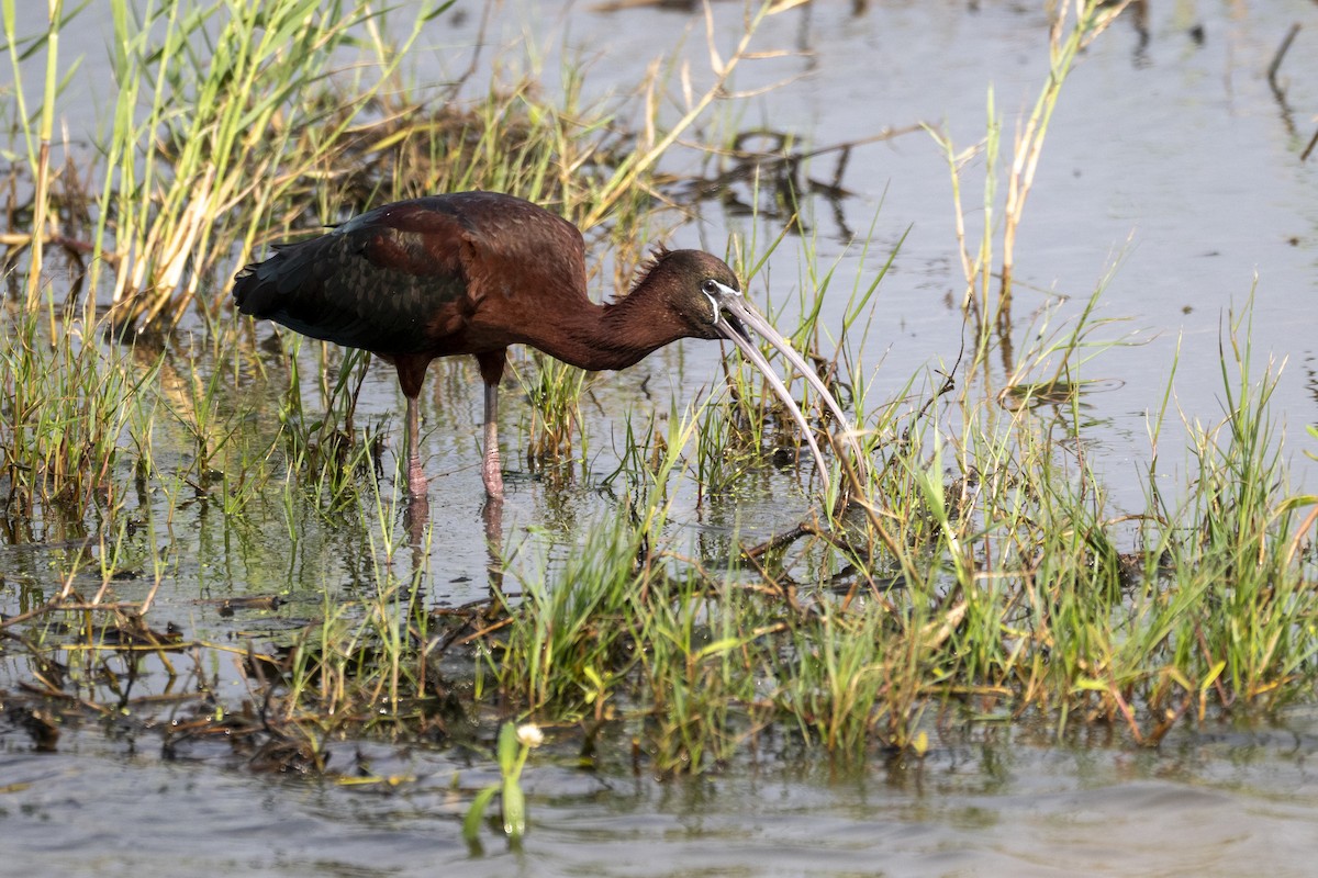 ibis hnědý - ML634525739