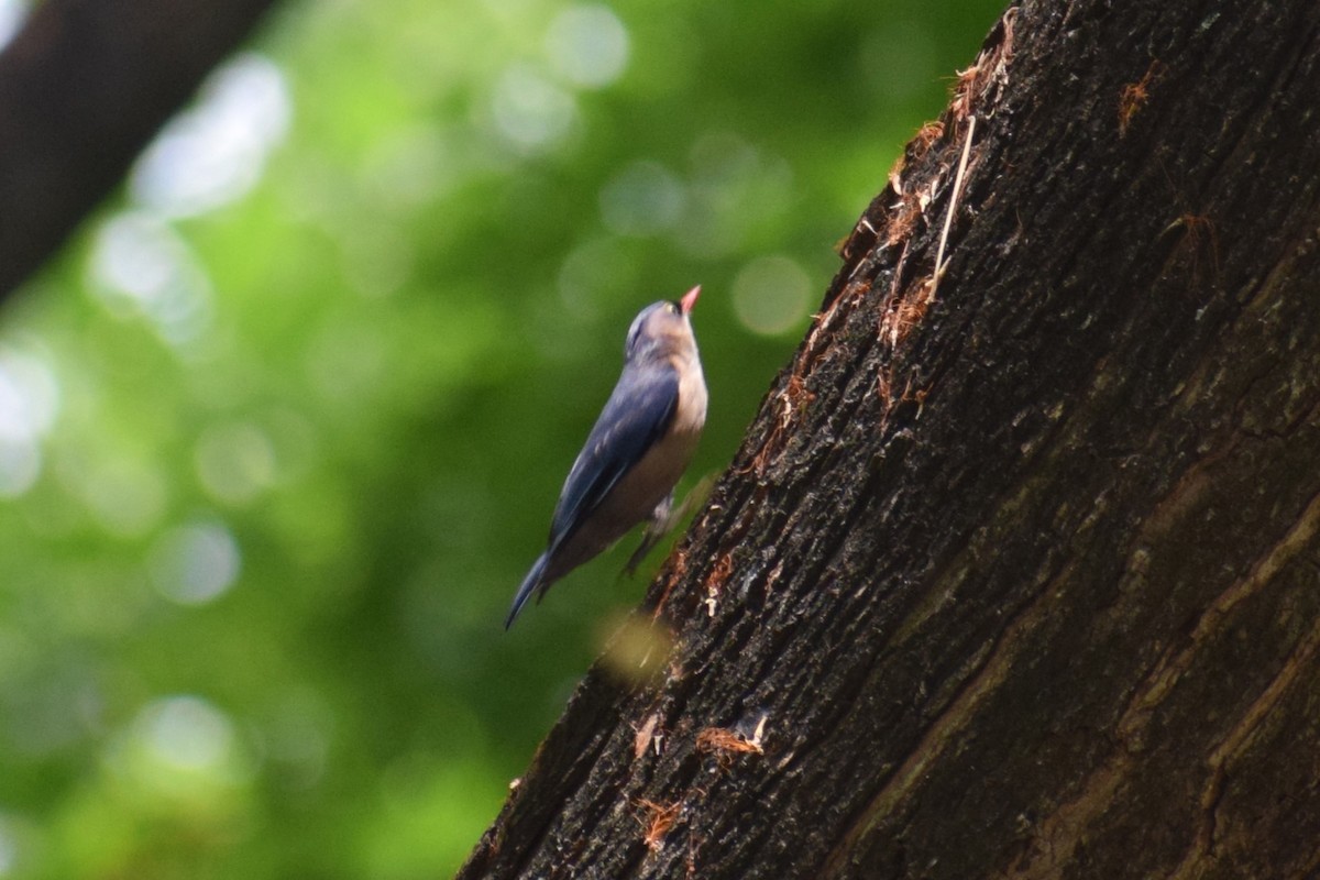 Velvet-fronted Nuthatch - ML634525776
