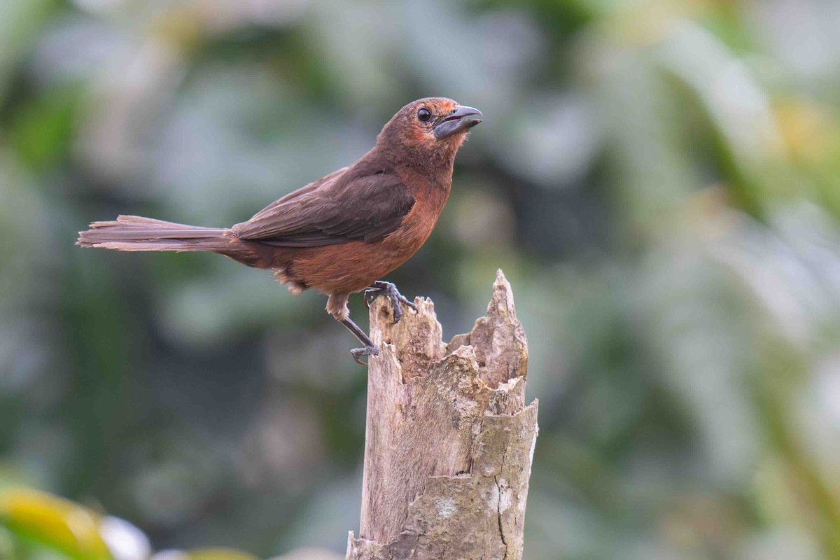 Black-bellied Tanager - ML634525778