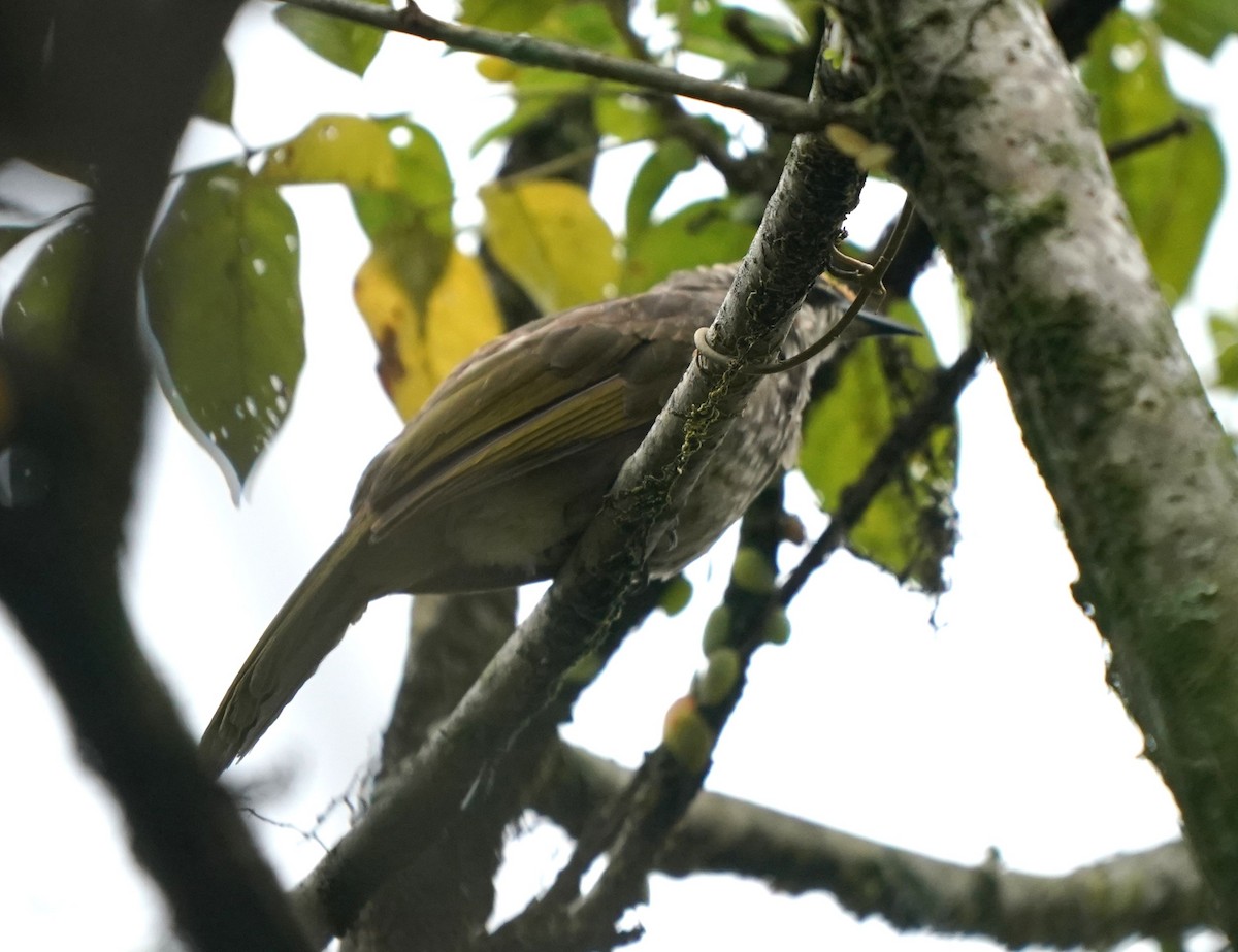 Straw-headed Bulbul - ML634525780