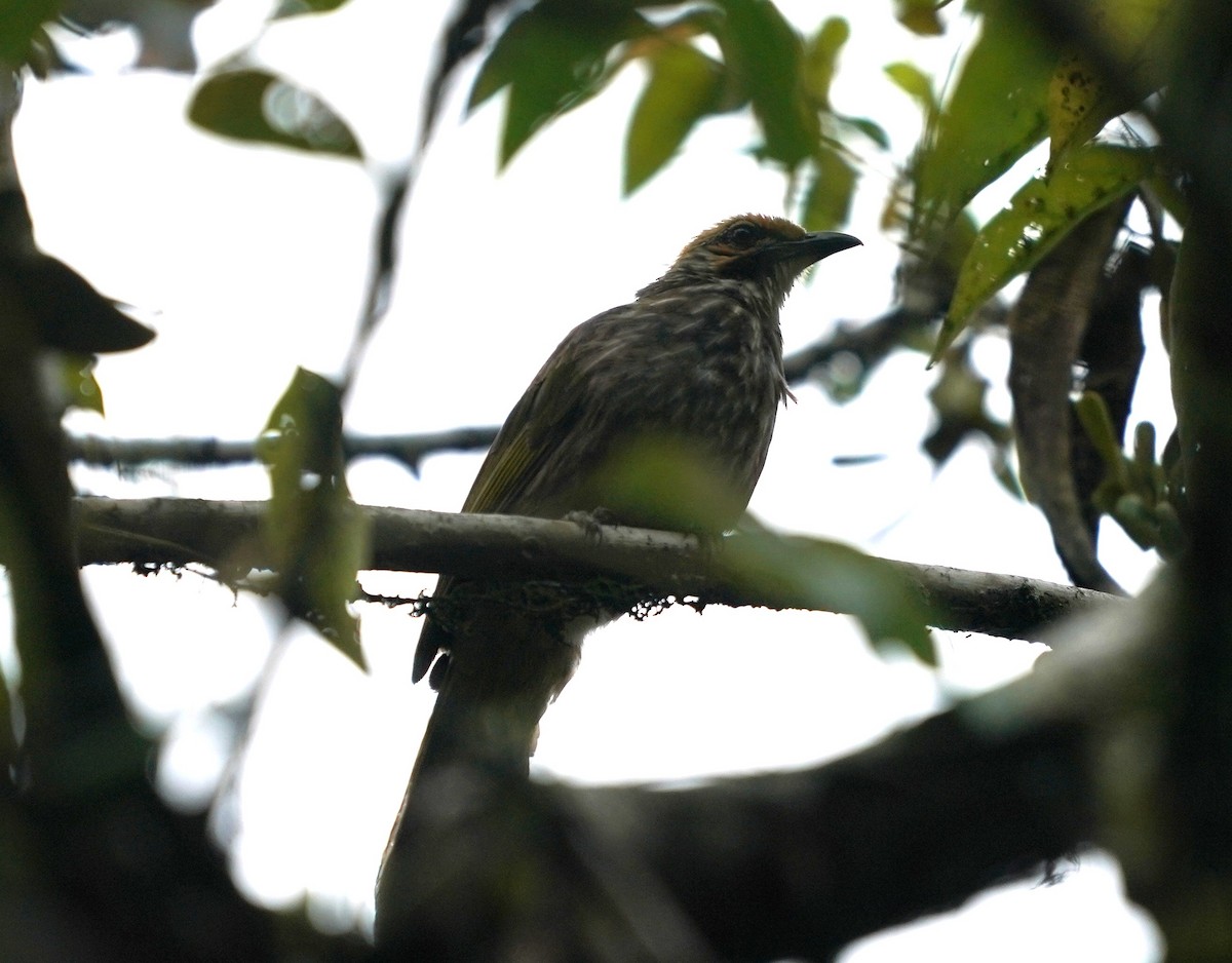 Straw-headed Bulbul - ML634525781