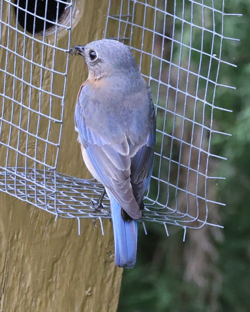 Eastern Bluebird - ML634525789
