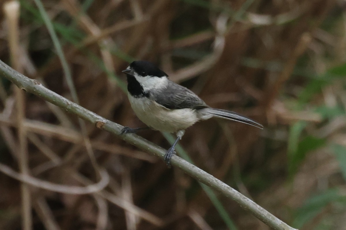 Carolina Chickadee - ML634525797