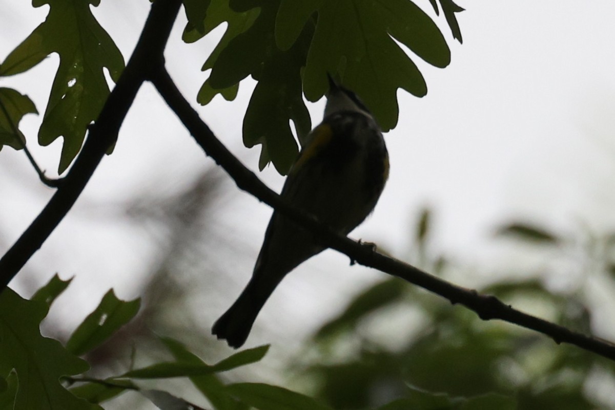 Yellow-rumped Warbler - ML634525809