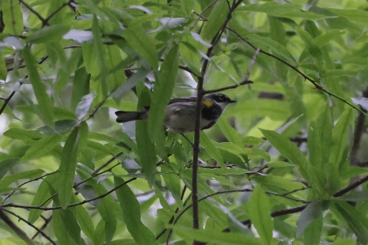 Yellow-rumped Warbler - ML634525810