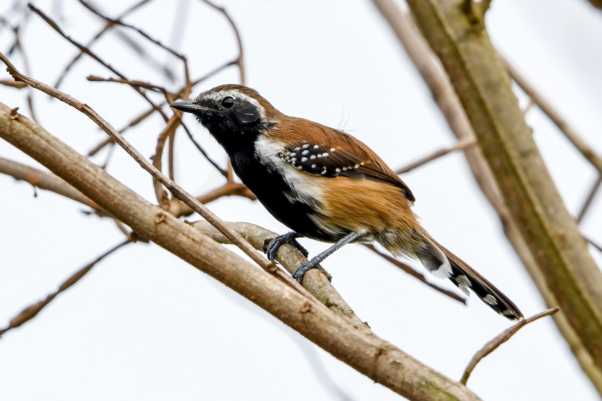 Rusty-backed Antwren - ML634525856