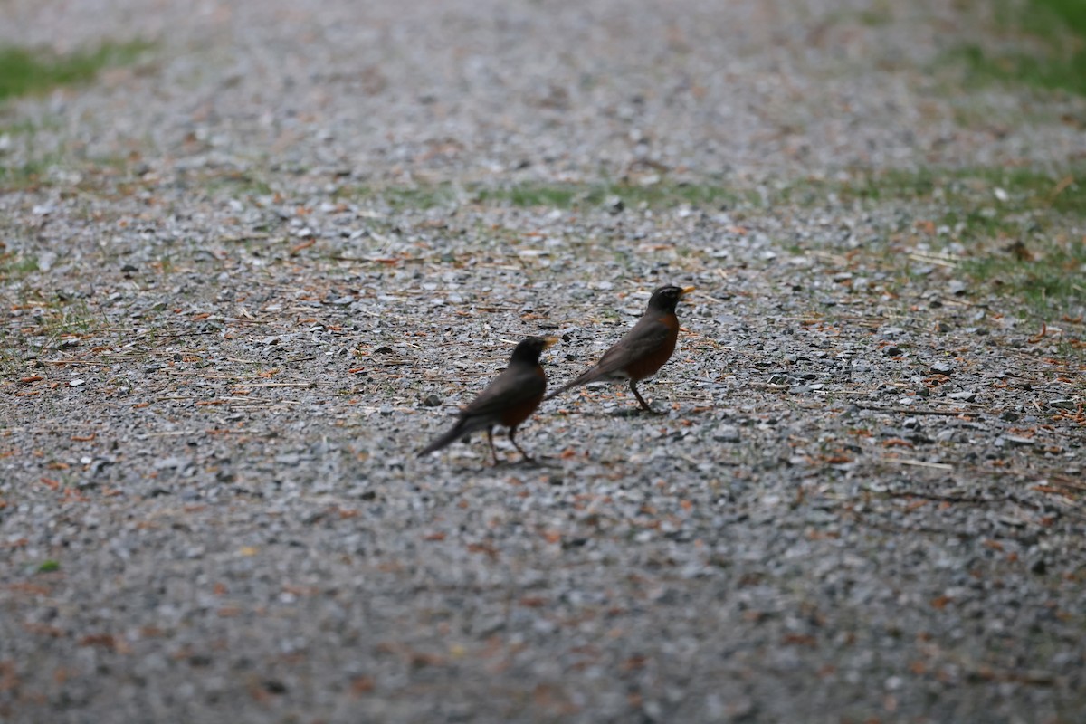 American Robin - ML634525860