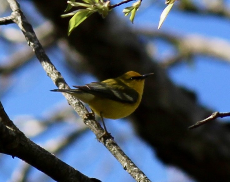 Blue-winged Warbler - ML634525897