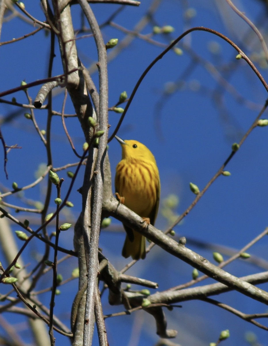 Yellow Warbler - ML634525915