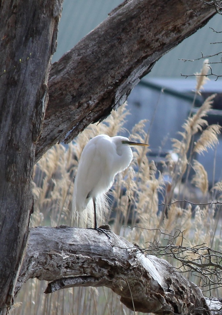 Great Egret - ML634525920