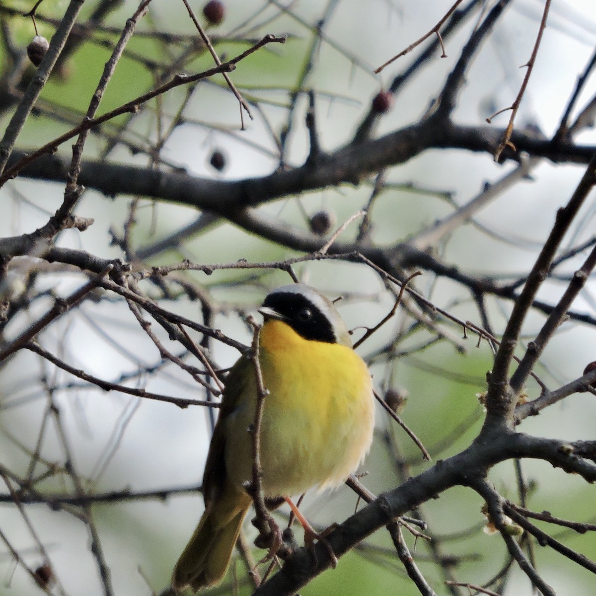 Common Yellowthroat - ML634525943
