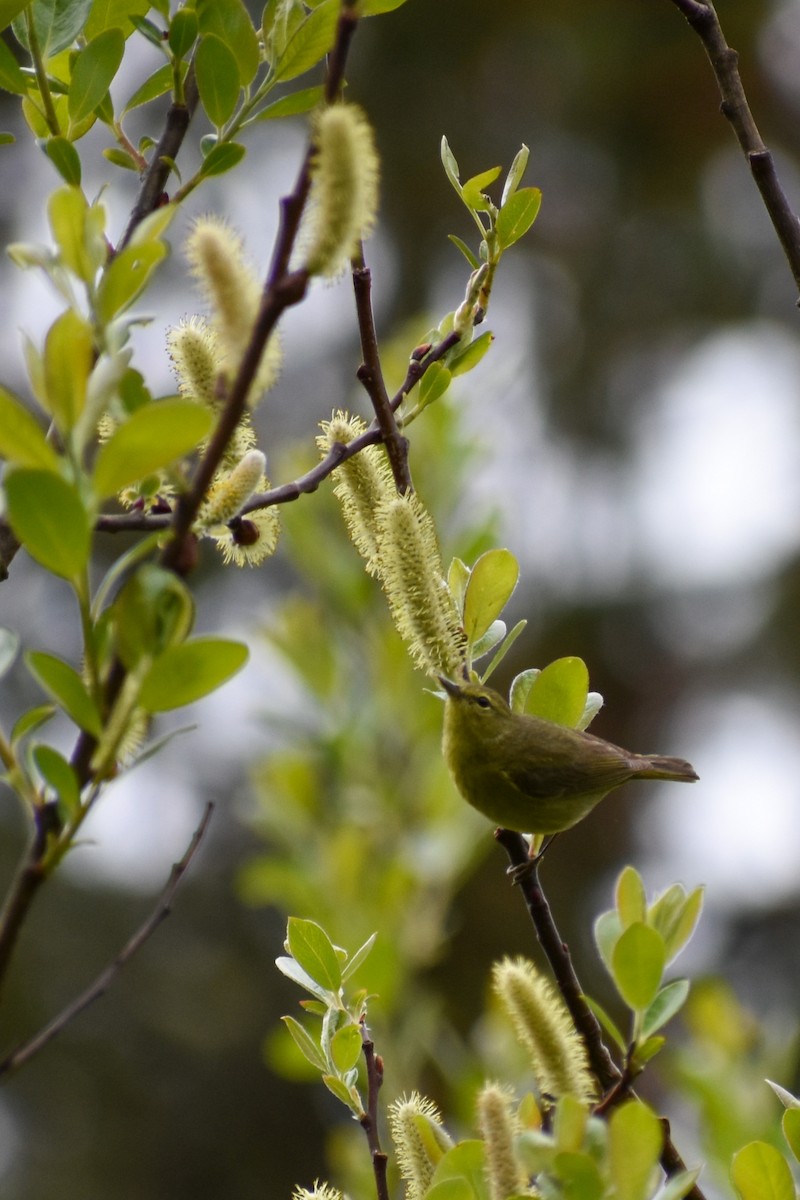 Orange-crowned Warbler - ML634525992