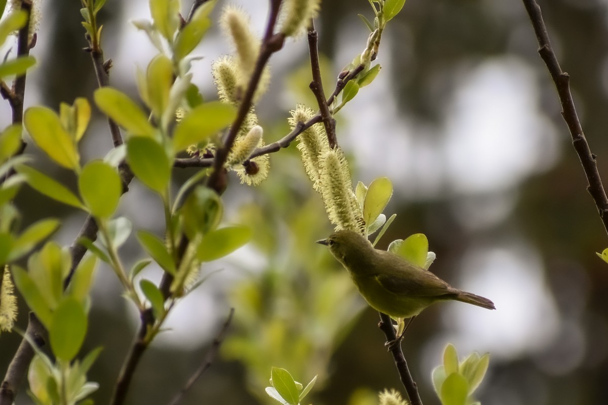 Orange-crowned Warbler - ML634525993