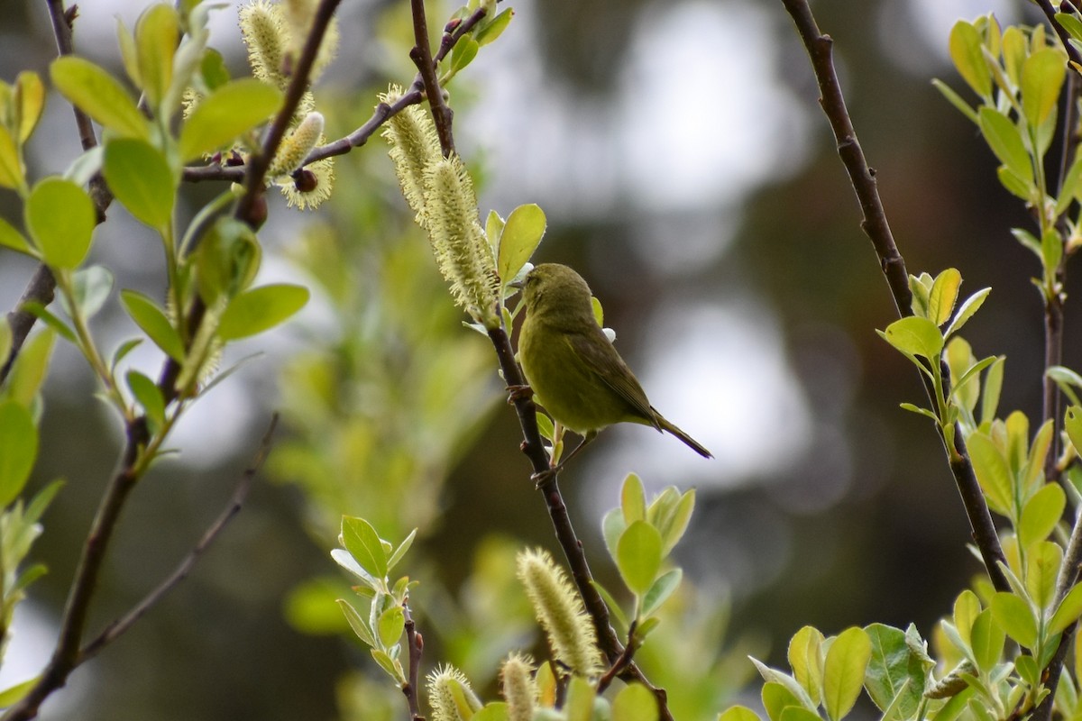 Orange-crowned Warbler - ML634525994